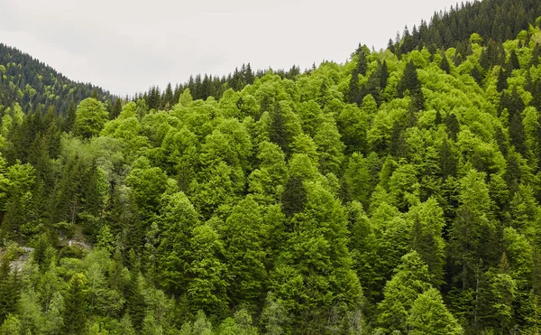 Landscape with mountains covered in forests