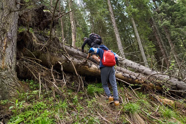 Turistas Con Mochilas Haciendo Senderismo Por Sendero Los Bosques Pinos — Foto de Stock