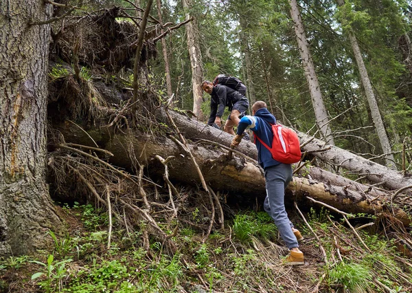 Toeristen Met Rugzakken Wandelen Een Pad Dennenbossen — Stockfoto