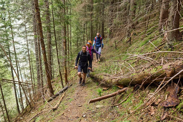 Turistas Con Mochilas Haciendo Senderismo Por Sendero Los Bosques Pinos — Foto de Stock