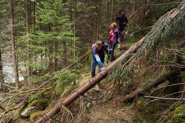 Turister Med Ryggsäckar Vandra Ett Spår Tallskogarna — Stockfoto