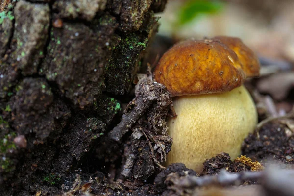 Bolete Mushrooms Oak Forest Rain — Stock Photo, Image