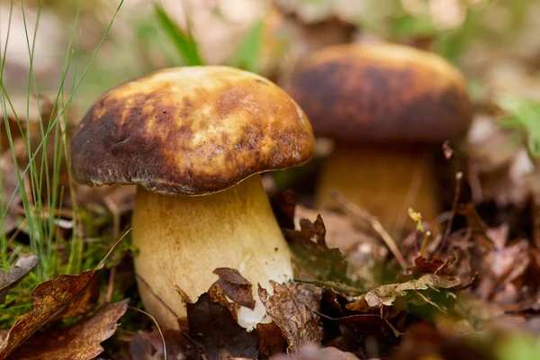 Boleet Paddestoelen Het Eikenbos Regen — Stockfoto