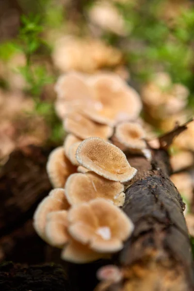 生长在树桩上的寄生虫蘑菇群落 — 图库照片