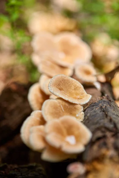 Colônia Cogumelos Parasitas Crescendo Toco Árvore — Fotografia de Stock