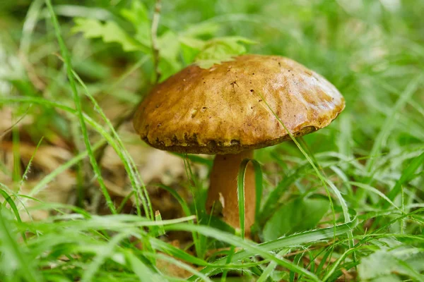 Champignons Bolete Dans Forêt Chênes Après Pluie — Photo