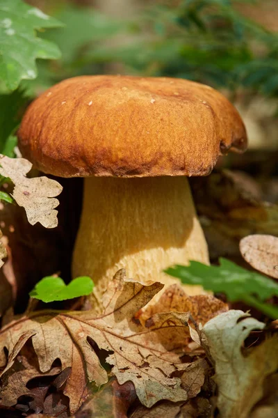 Champignons Bolete Dans Forêt Chênes Après Pluie — Photo