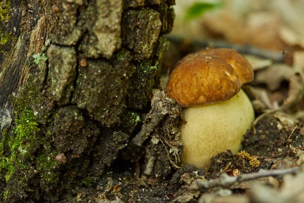 Bolete Mushrooms Oak Forest Rain — Stock Photo, Image