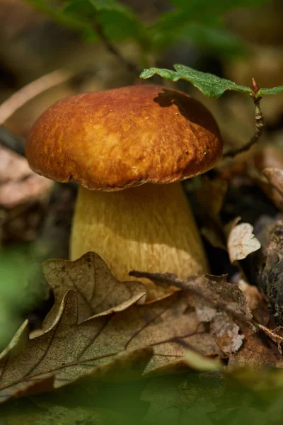 Steinpilze Eichenwald Nach Regen — Stockfoto