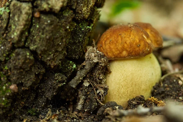 Bolete Mushrooms Oak Forest Rain — Stock Photo, Image