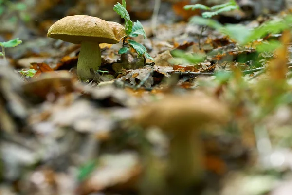雨の後のオークの森のボレットキノコ — ストック写真