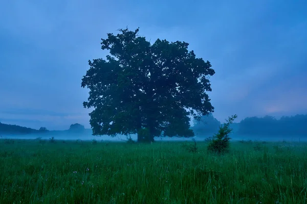 Paisaje Una Llanura Con Enorme Roble Niebla Después Del Atardecer — Foto de Stock