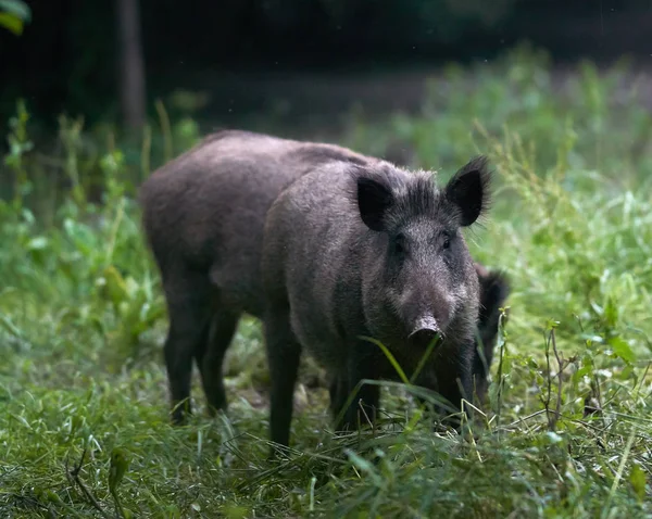 Porcos Selvagens Após Anoitecer Floresta Enraizamento — Fotografia de Stock