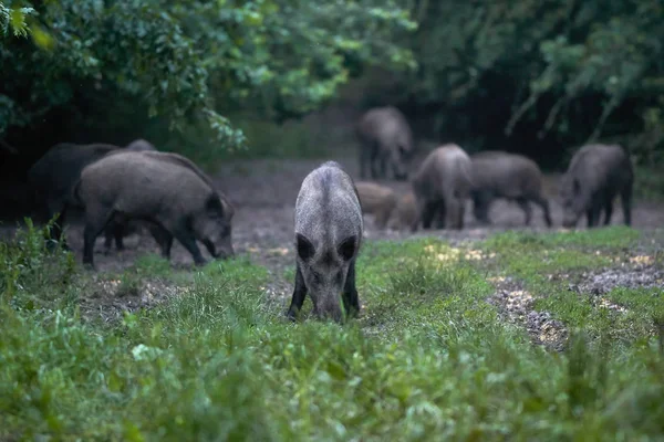 Wild hogs after dusk in the forest, rooting