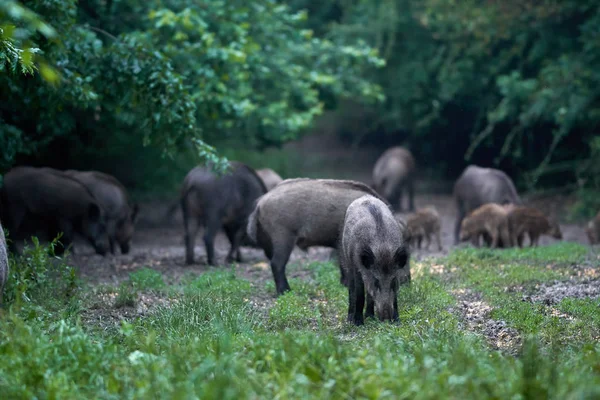 Wild hogs after dusk in the forest, rooting