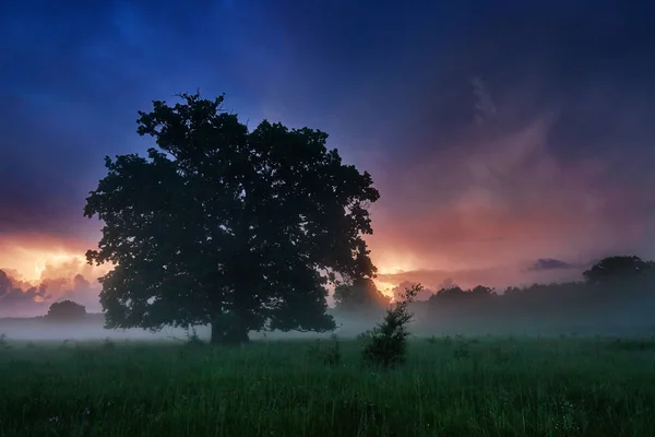 Τοπίο Κεραυνούς Και Ομίχλη Στο Δάσος Νύχτα — Φωτογραφία Αρχείου