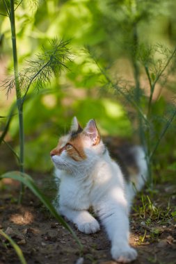 Dereotu çimenlikte oturan Norveçli orman kedisi portresi