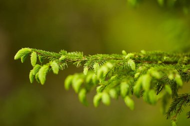 Genç tomurcuklara sahip köknar dallarının yakınlaştırılması 
