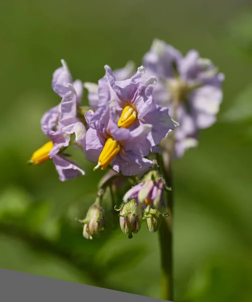 Närbild Potatis Blommor Trädgården — Stockfoto