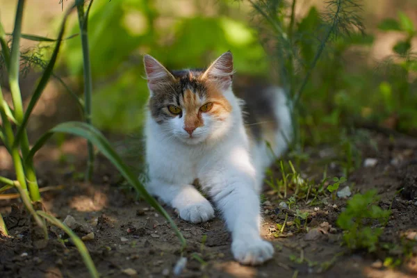 Портрет Норвежского Лесного Кота Сидящего Лужайке Укропом — стоковое фото