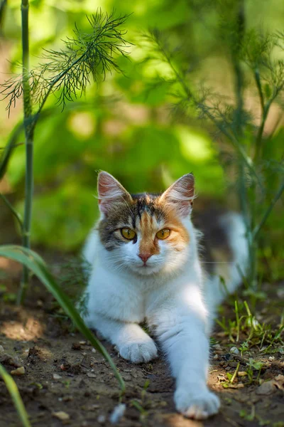 Portrét Norské Lesní Kočky Sedící Letním Trávníku — Stock fotografie
