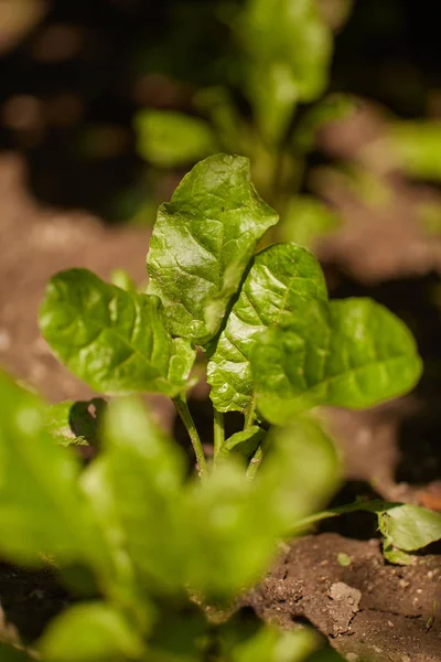 Closeup Plantas Orache Jardim — Fotografia de Stock