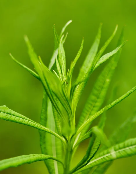 Closeup Blades Grass — Stock Photo, Image
