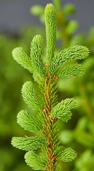 Nahaufnahme Von Tannenzweigen Mit Jungen Knospen — Stockfoto