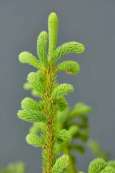 Genç tomurcuklara sahip köknar dallarının yakınlaştırılması 