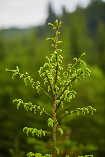 Gros Plan Branches Sapin Avec Jeunes Bourgeons — Photo