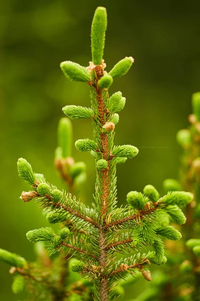 Close Van Dennentakken Met Jonge Knoppen — Stockfoto