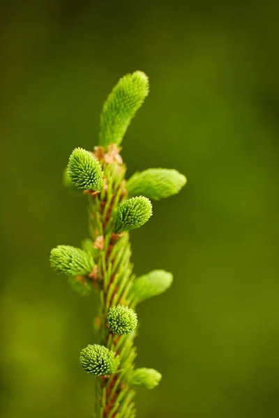 Närbild Gran Grenar Med Unga Knoppar — Stockfoto