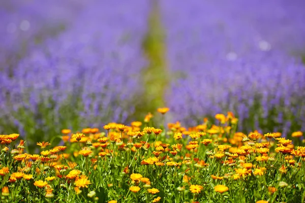 Compressed Landscape Lavender Fields Bloom — Stock Photo, Image
