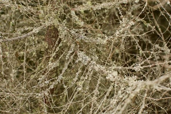 Closeup Dried Pine Trees Covered Lichen — Stock Photo, Image