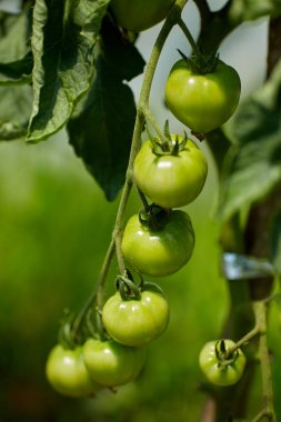 Sarmaşıklar bir sera bahçe domates olgunlaşma Homegrown