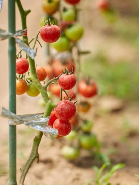 Tomates Maturation Maison Sur Les Vignes Dans Jardin Serre — Photo