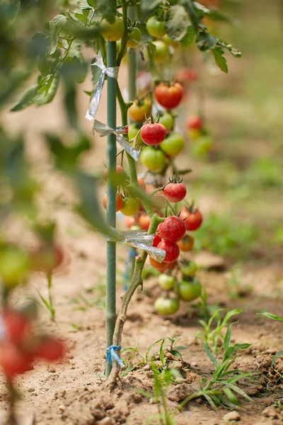 Homegrown Ωρίμανσης Ντομάτες Αμπέλια Έναν Κήπο Θερμοκηπίου — Φωτογραφία Αρχείου