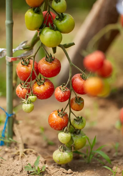 Homegrown Ωρίμανσης Ντομάτες Αμπέλια Έναν Κήπο Θερμοκηπίου — Φωτογραφία Αρχείου