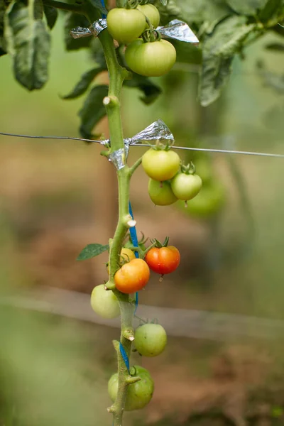 Tomates Maturation Maison Sur Les Vignes Dans Jardin Serre — Photo