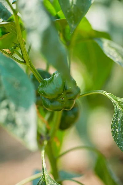 Pimenta Verde Uma Videira Jardim — Fotografia de Stock