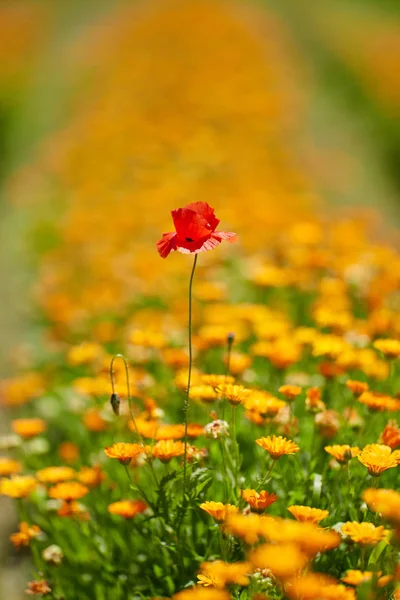 Pavot Simple Dans Lit Fleurs Jaunes — Photo
