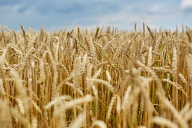 seçici odak olgun buğday kulaklarıyla closeup