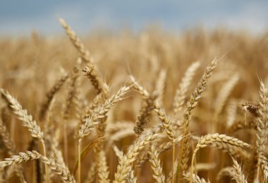 seçici odak olgun buğday kulaklarıyla closeup