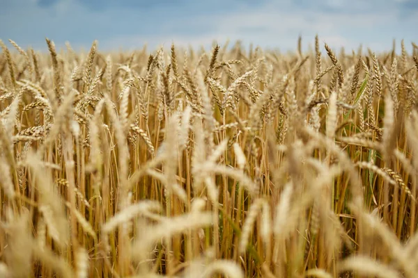 Closeup Ripe Wheat Ears Selective Focus — Stock Photo, Image