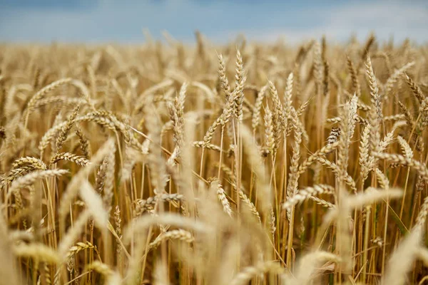 Närbild Mogen Vete Öron Med Selektiv Inriktning — Stockfoto