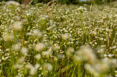 Güzel küçük kır çiçekleri bir alanda closeup