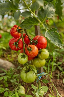 Sarmaşıklar bir sera bahçe domates olgunlaşma Homegrown