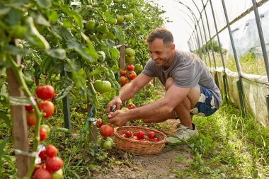 Çiftçi bir sepet içinde domates toplama, hothouse bahçesinde