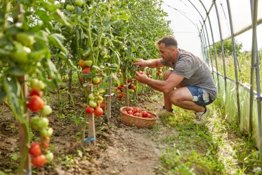 Çiftçi bir sepet içinde domates toplama, hothouse bahçesinde