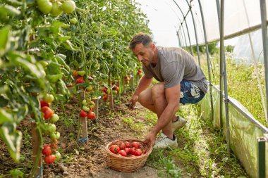 Çiftçi bir sepet içinde domates toplama, hothouse bahçesinde